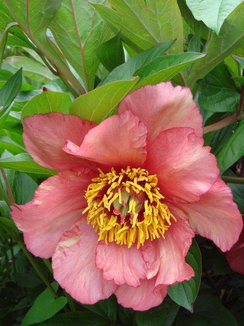 Paeonia arborea 'Aurore' fleur